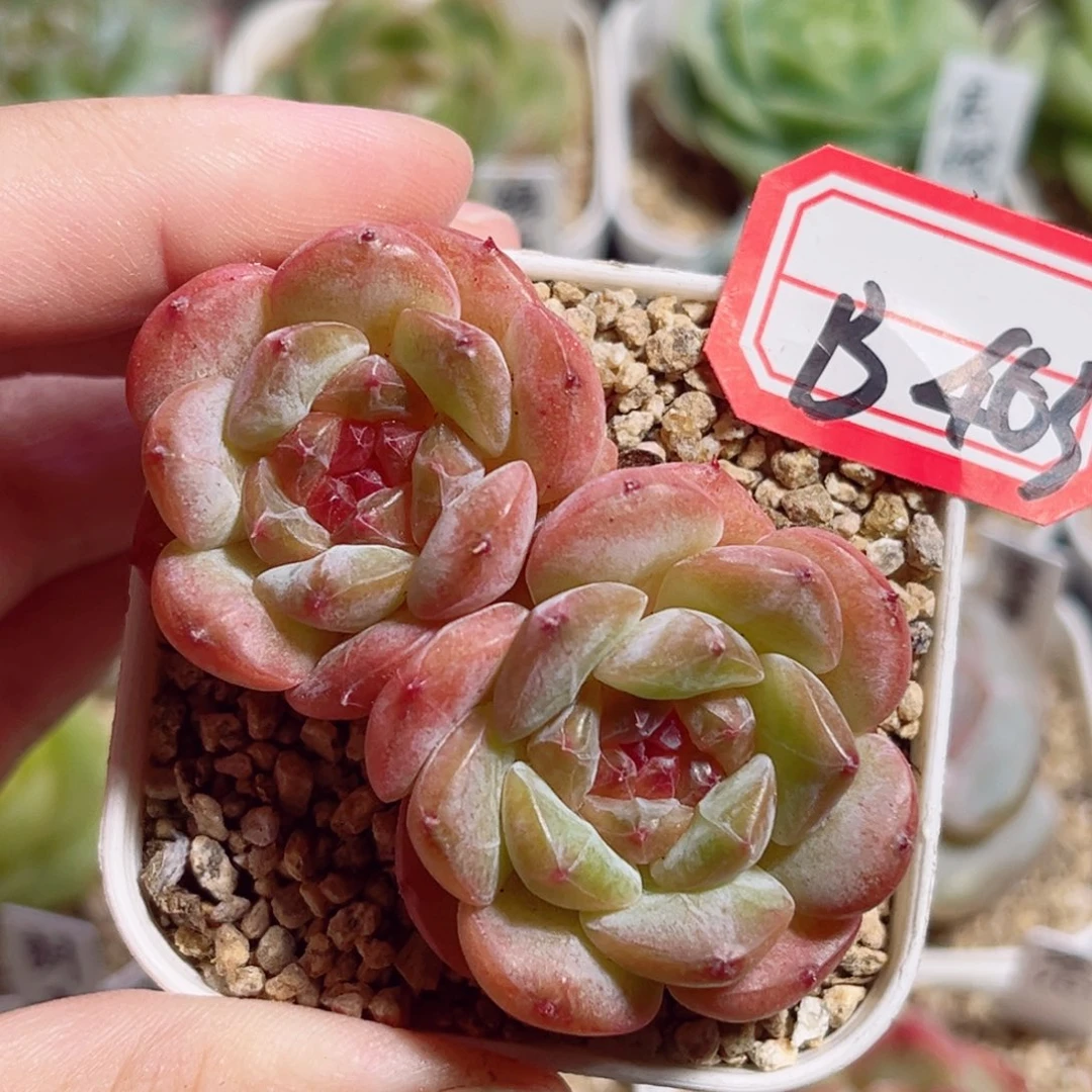 B463 一物一拍 无名