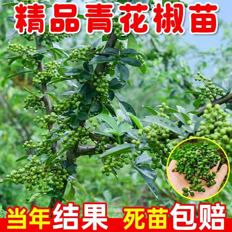 九叶青花椒苗树正宗麻椒果树果苗南方种植盆栽当年结果大藤椒树苗