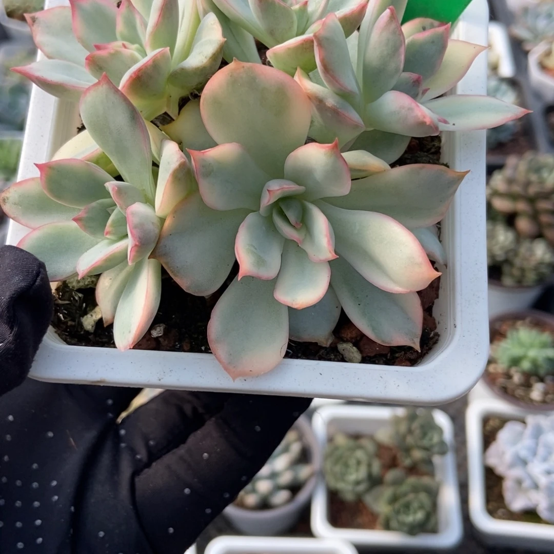 3128月光女神锦多肉植物