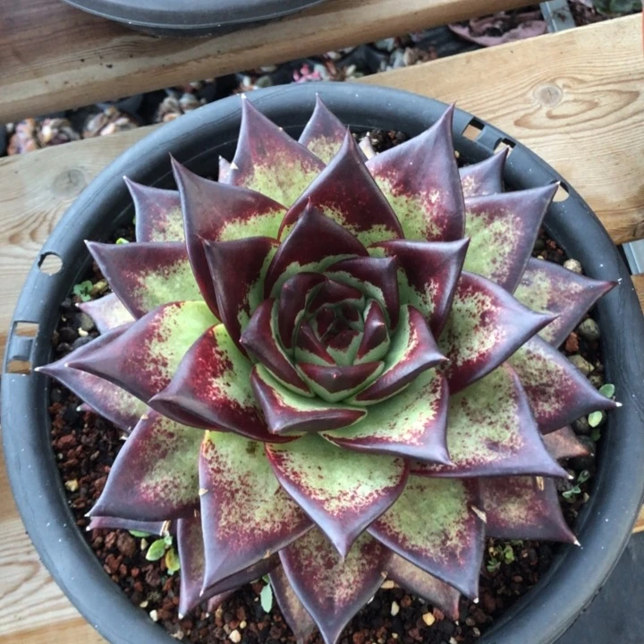 20公分绿底宽三角00000000000000020