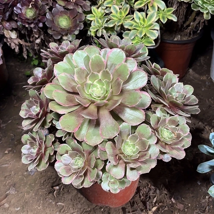 多肉植物莲花座52