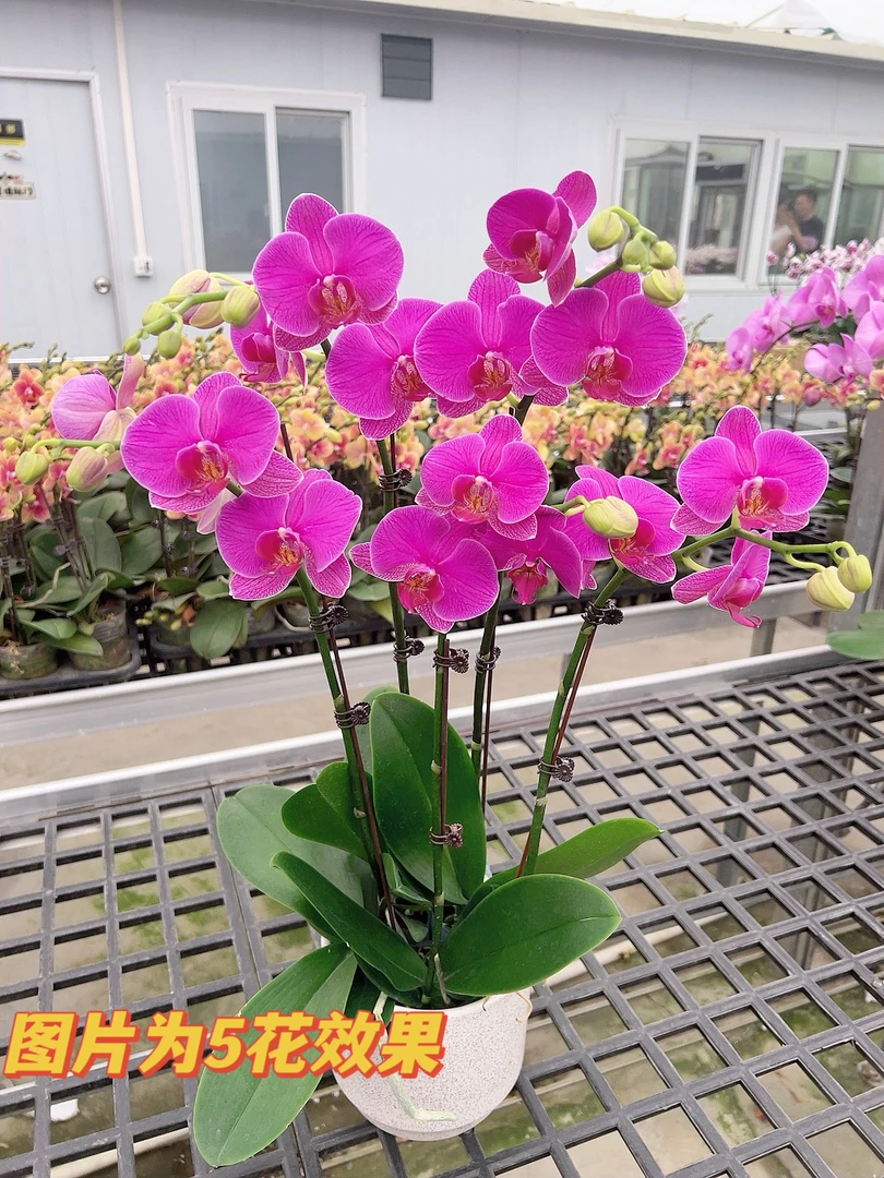 [恭喜06]2.8寸紫红花中花型蝴蝶兰带花带花苞发货
