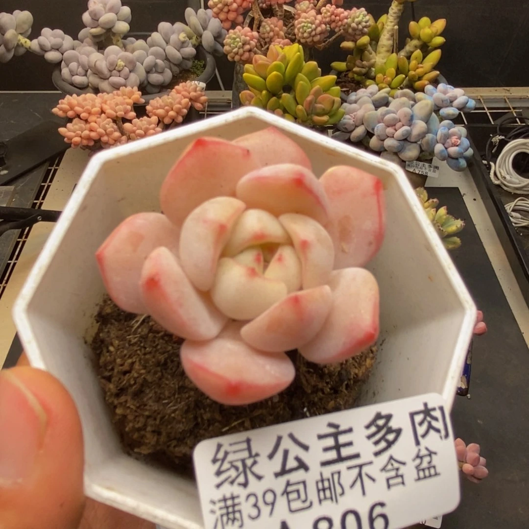806白底香草多肉4c m
