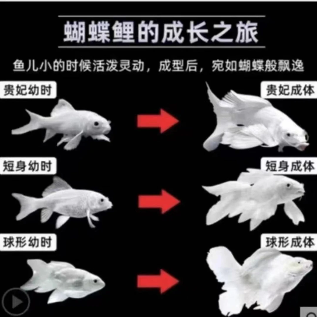 201-300号收到务必拍开箱视频红白三色德系锦鲤蝴蝶鲤