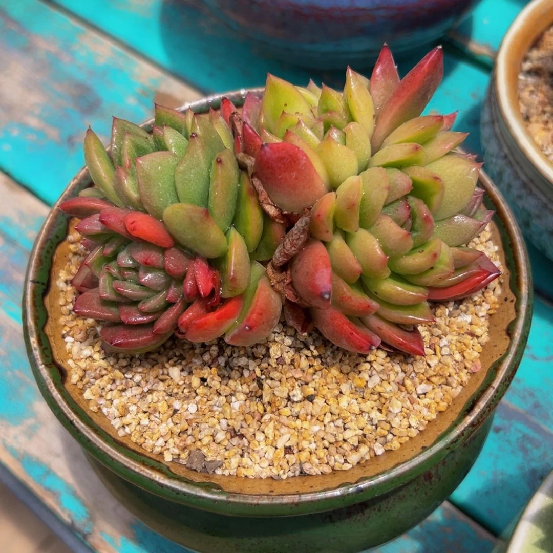 多肉一物一拍0625-123