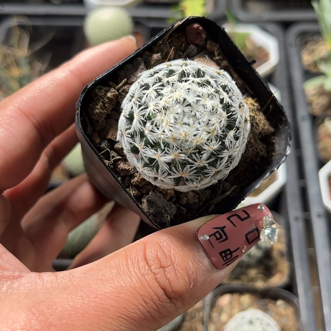 杜威娜娜单头发货单头发