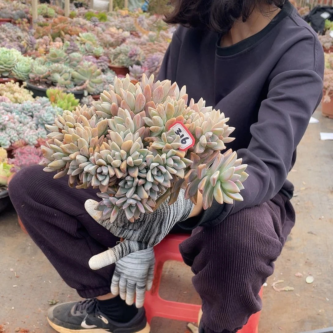 316淡雪缀（9号一物一拍多肉）