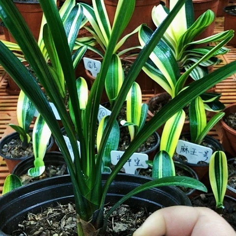 【闪购商品】神**保