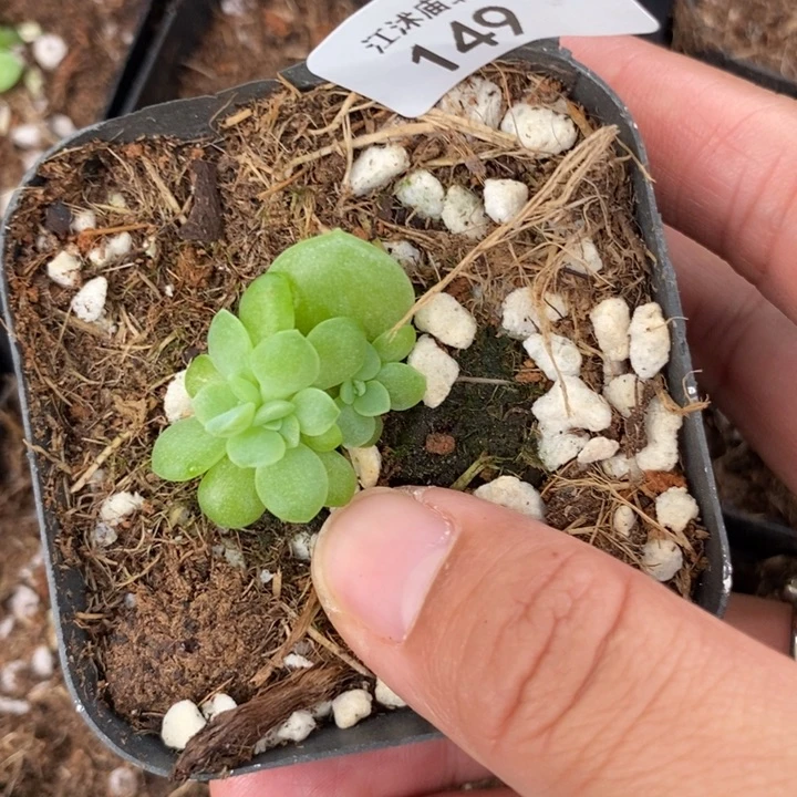 标149奶油财富c33一个多肉