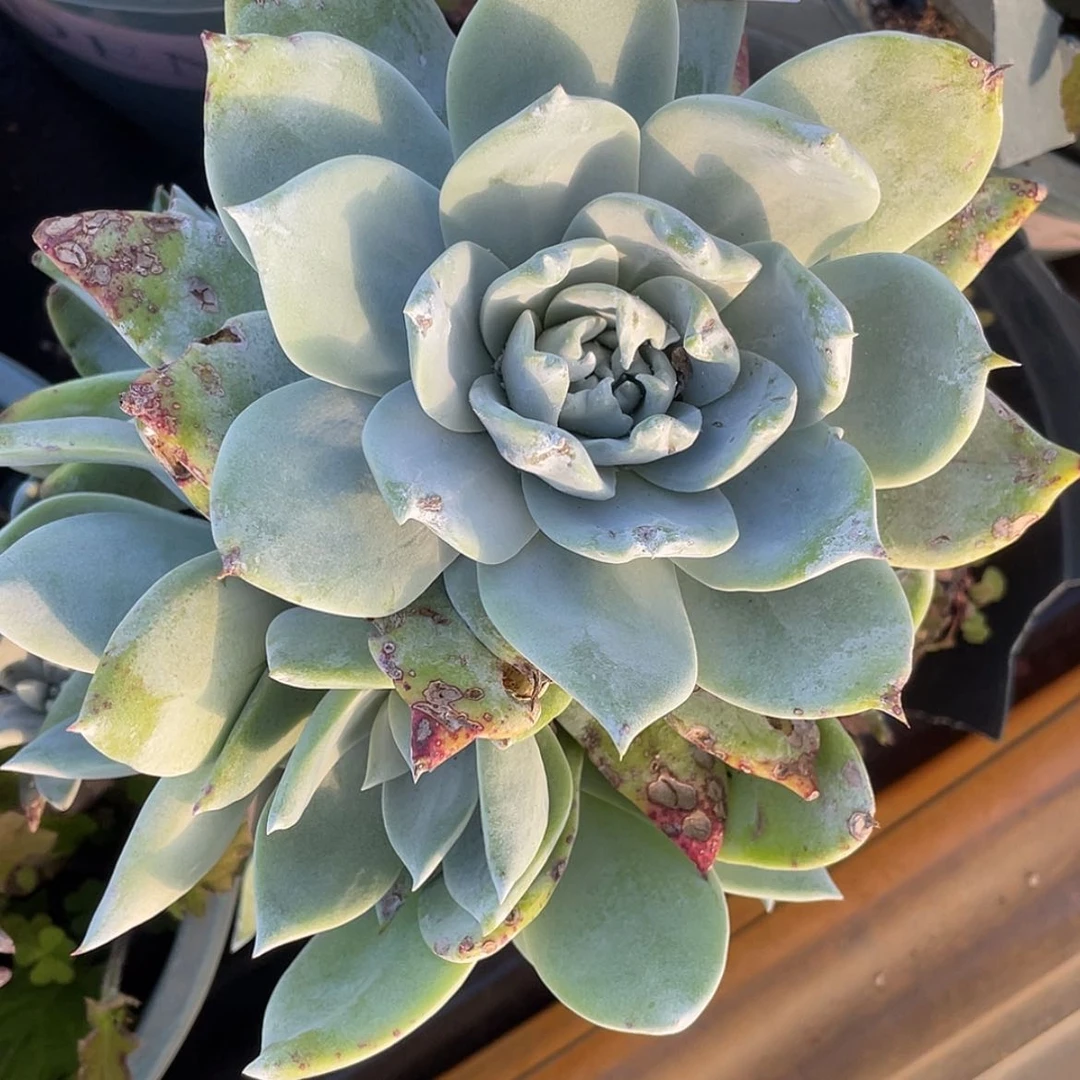 【闪购商品】猴****?6300