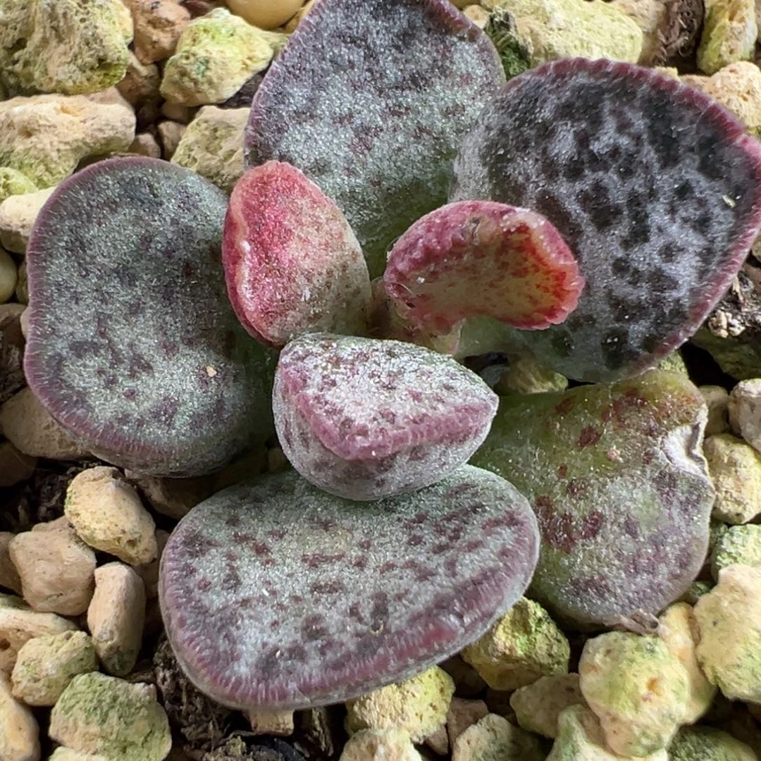 暗黑系实生新品多肉植物