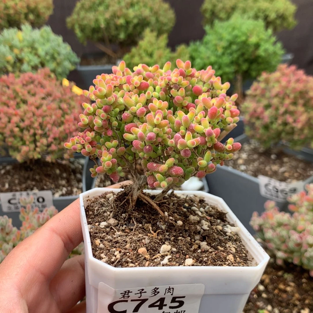 c745蜜橘糖球。      
