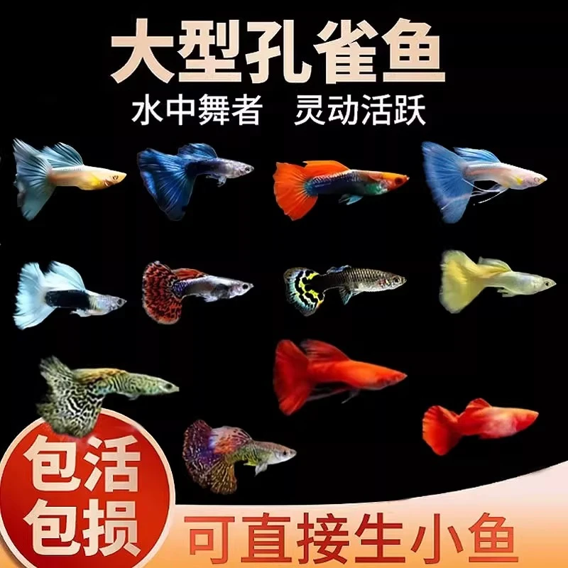 8条凤尾鱼鱼苗包邮观赏鱼活体热带小型淡水好养耐活红绿灯斑马