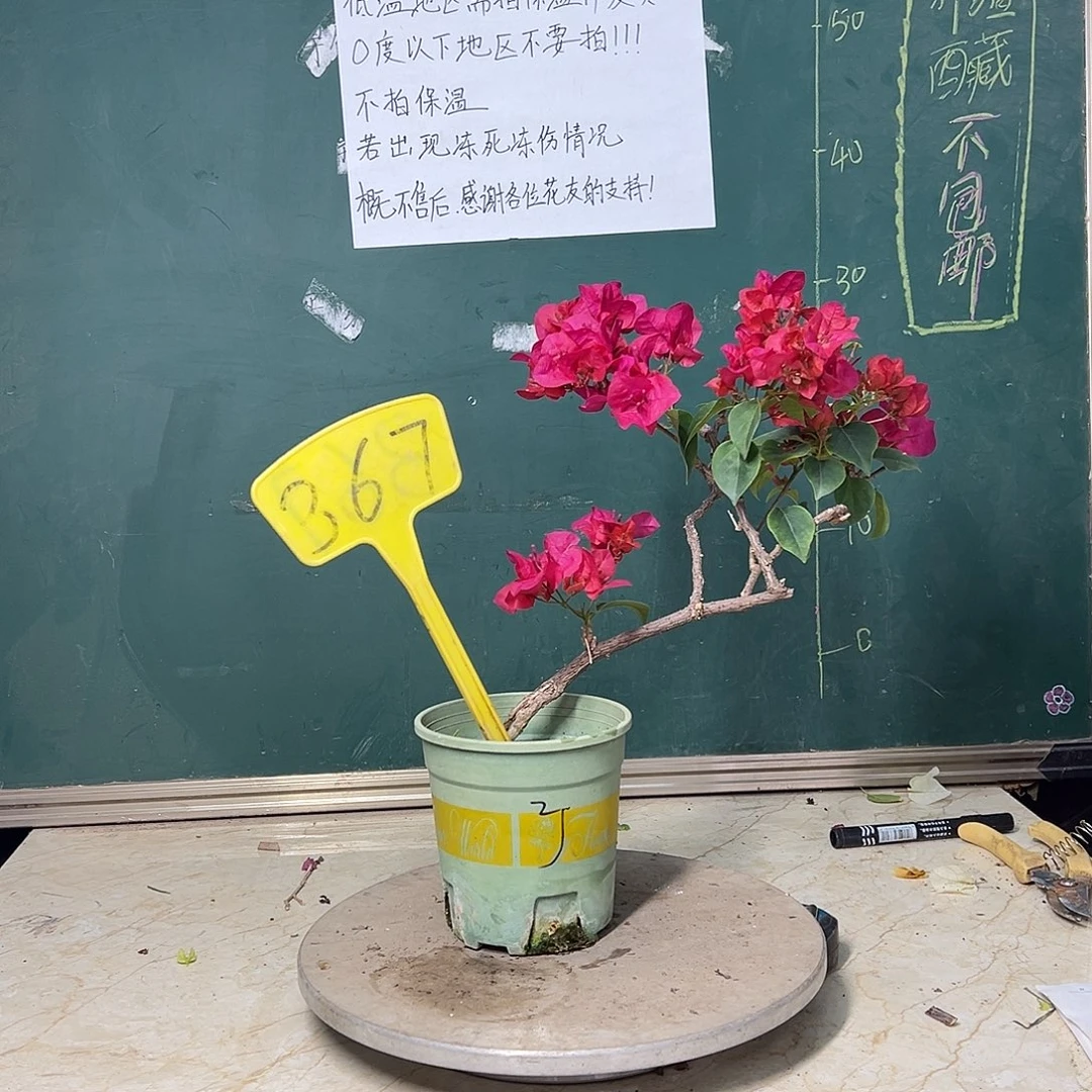 完全开放造型 一颗暗斑盲盒 367