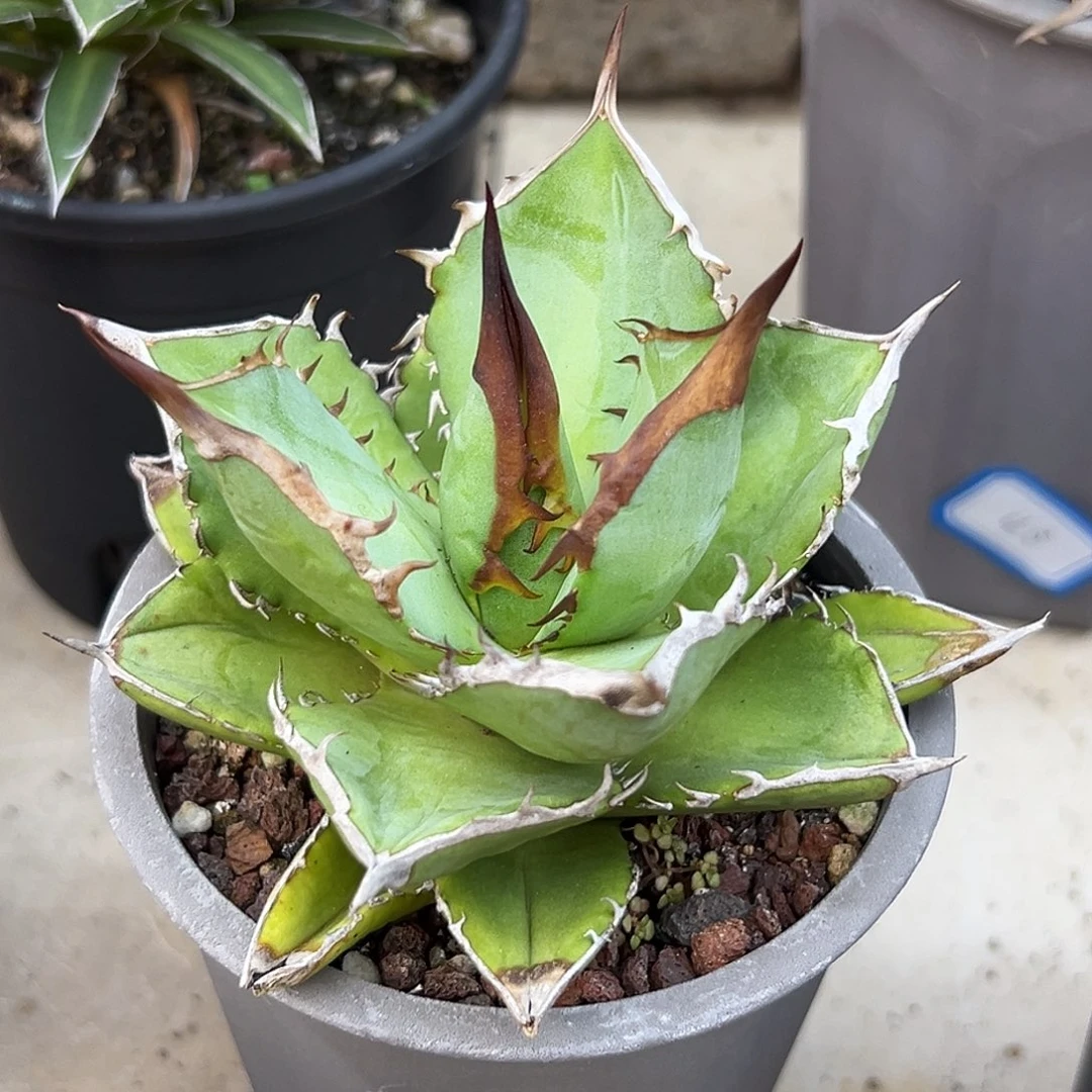 小岛一物一拍偏远不包邮不退不换