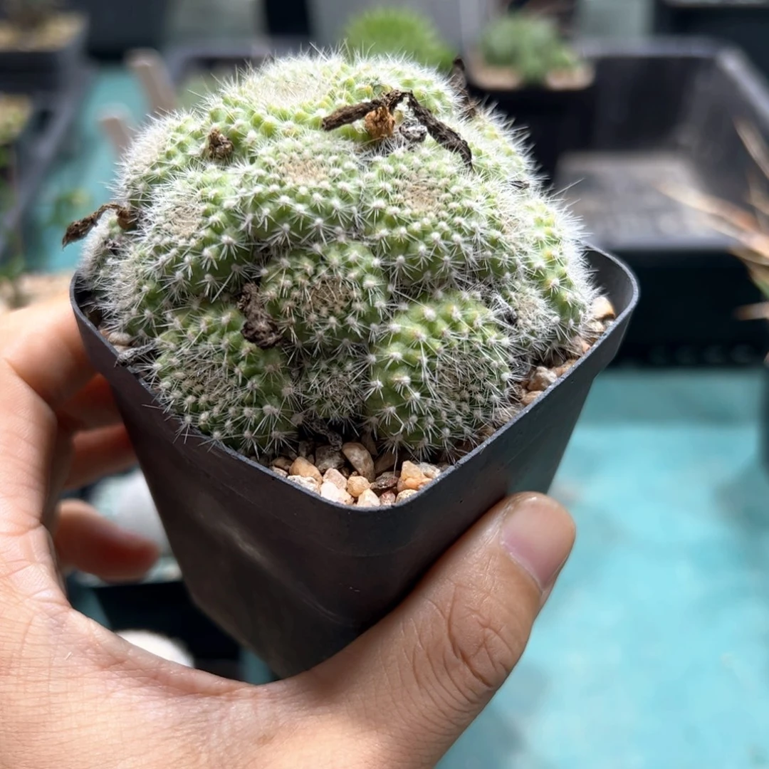 宝山仙人球 侧芽繁殖脱土发