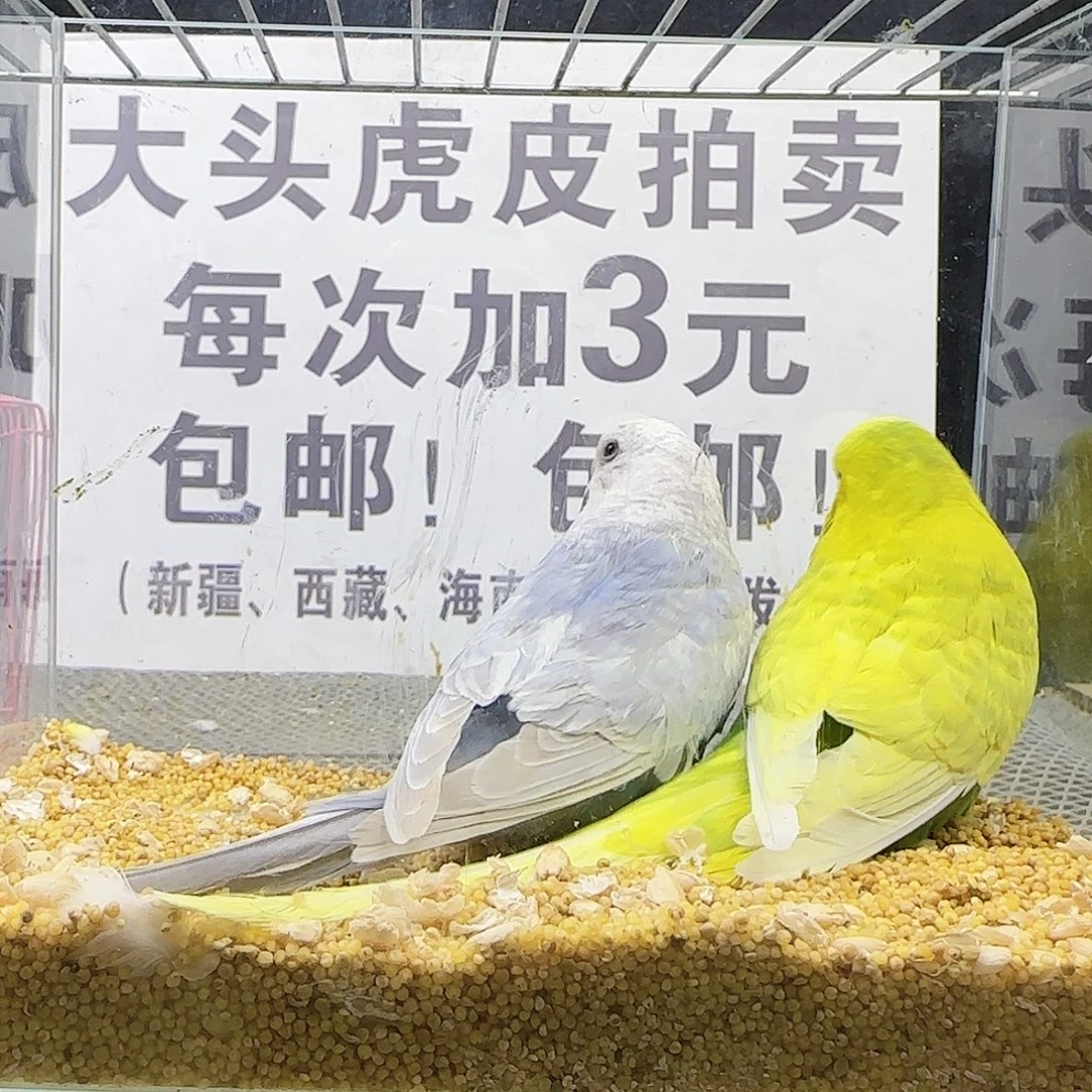 虎皮鹦鹉大头鹦鹉