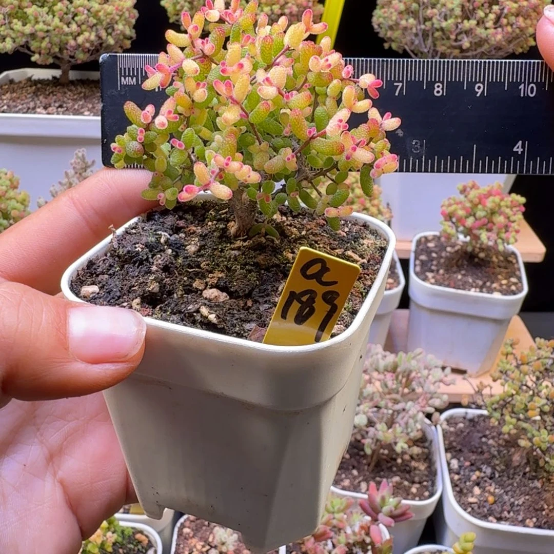 a189号假飞机猪糖球锦冠服6厘米左右