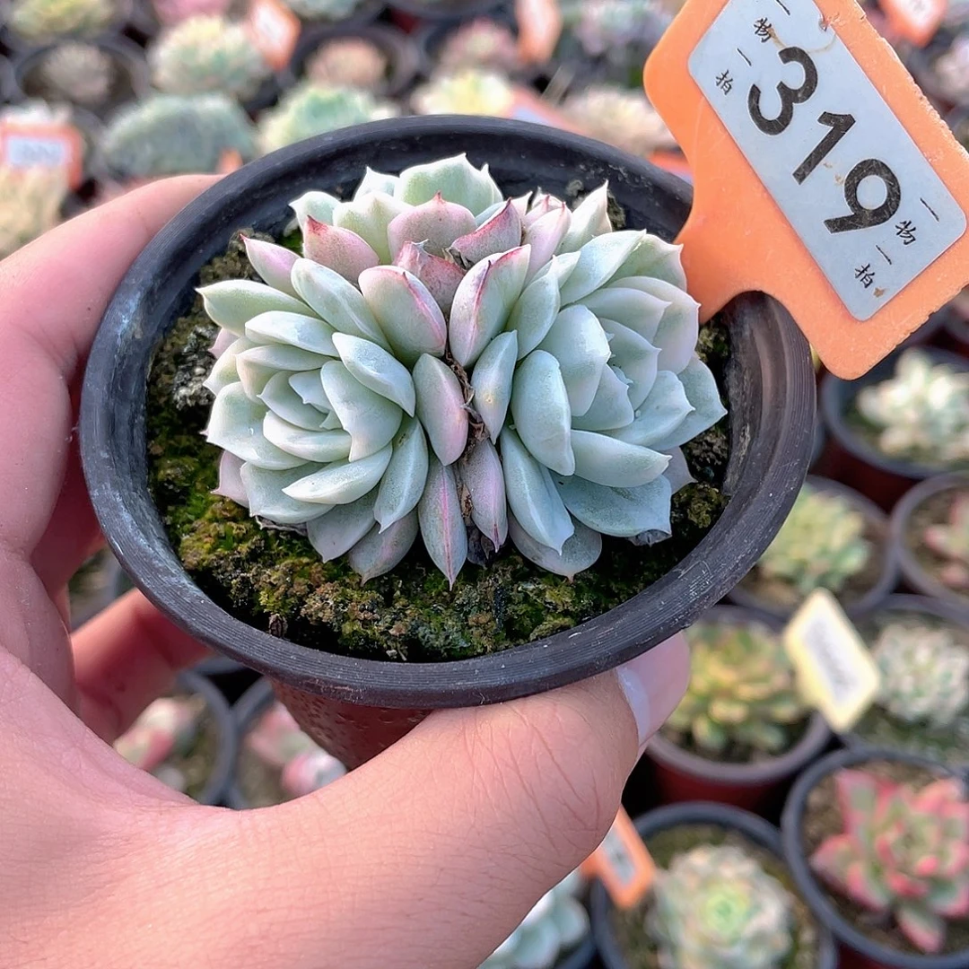 雪球三头群319个多肉