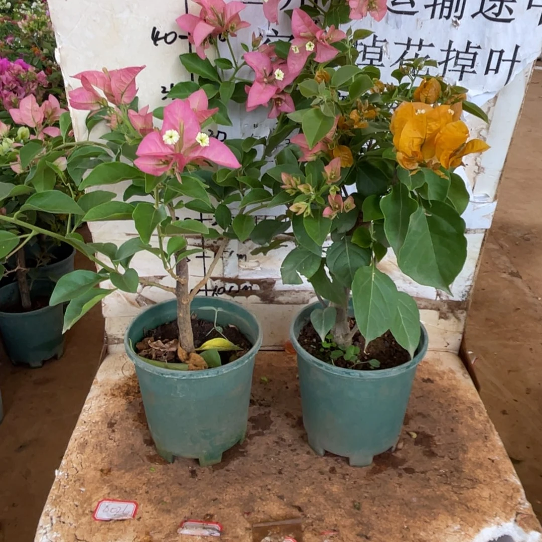 艾***a当前无花栽培后可以开花1-8693