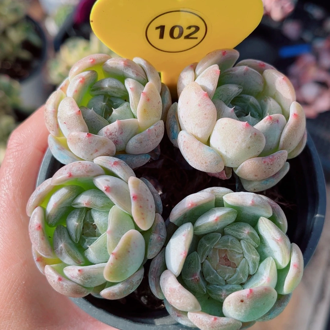 102号小老桩白恋群