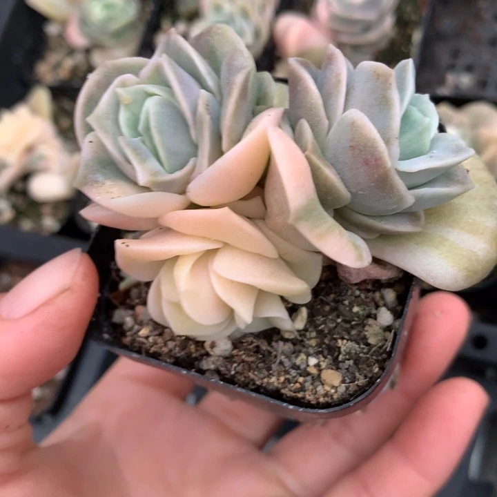 可爱玫瑰锦多肉植物