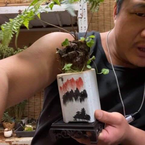 红陶一物一拍所见即所得224