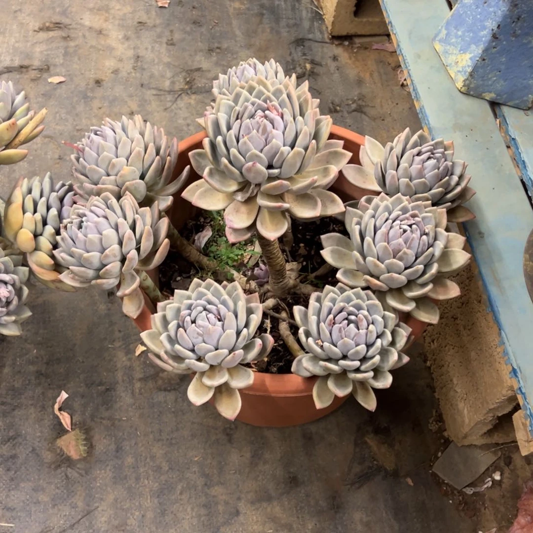 露养老桩脱土裸根胖美人