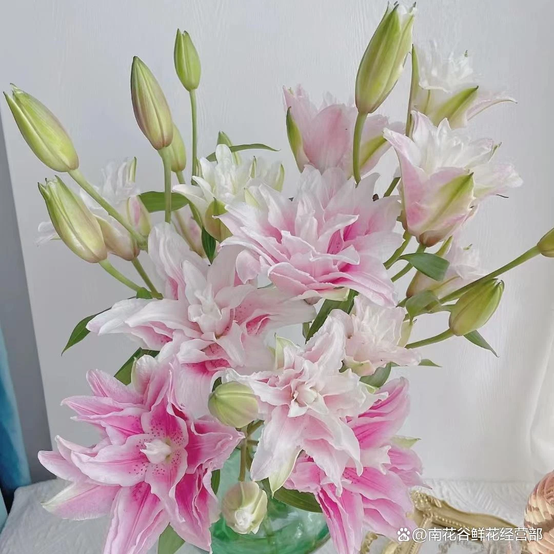 伊莎贝拉粉重瓣百合鲜花东北凌源发货