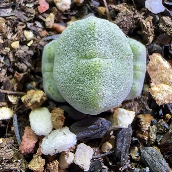 178绿豆糕绿豆糕10043