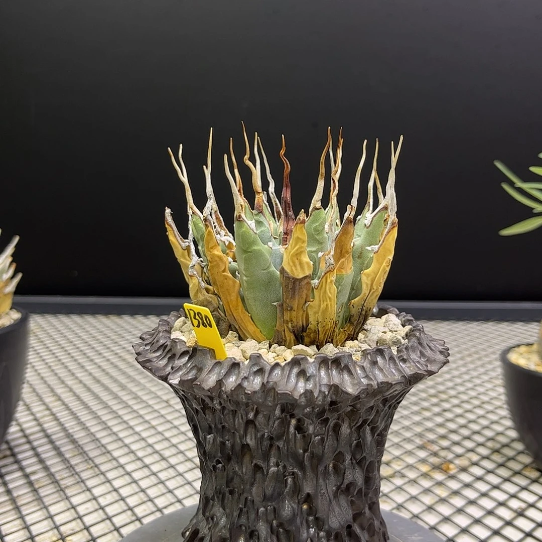 无花朵曲刺妖炎1380