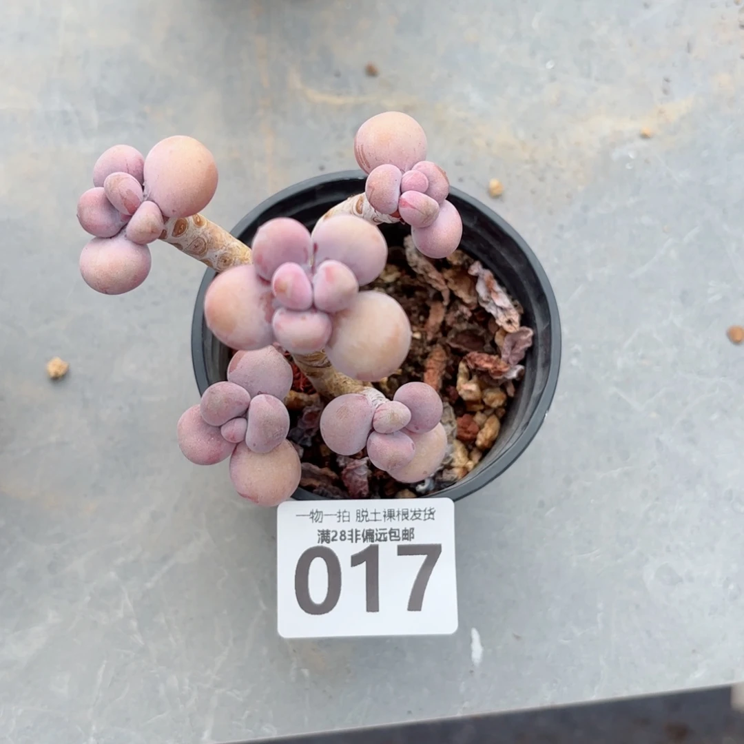 老树腰子蛋老桩无盆土发货