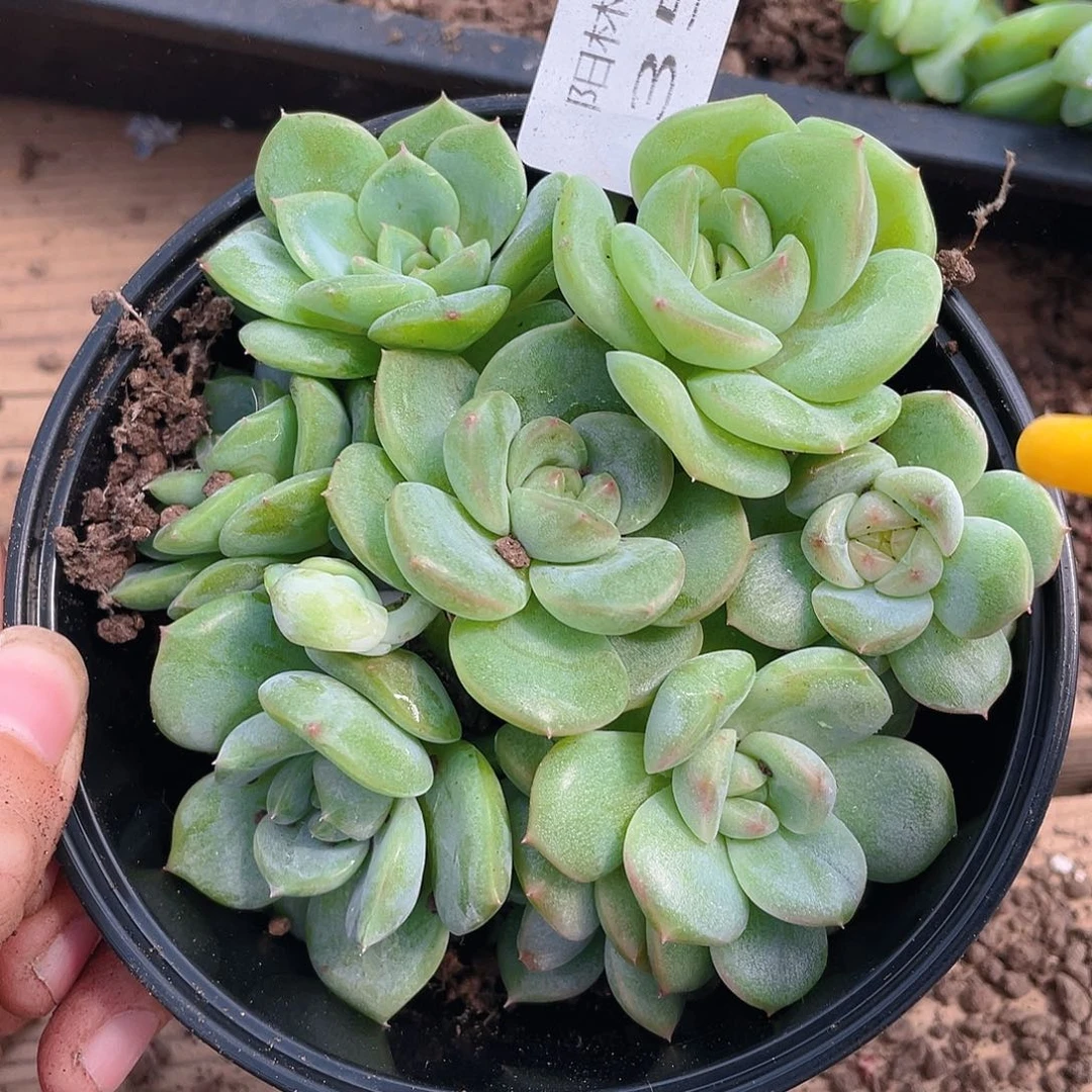 多肉植物多肉植物353