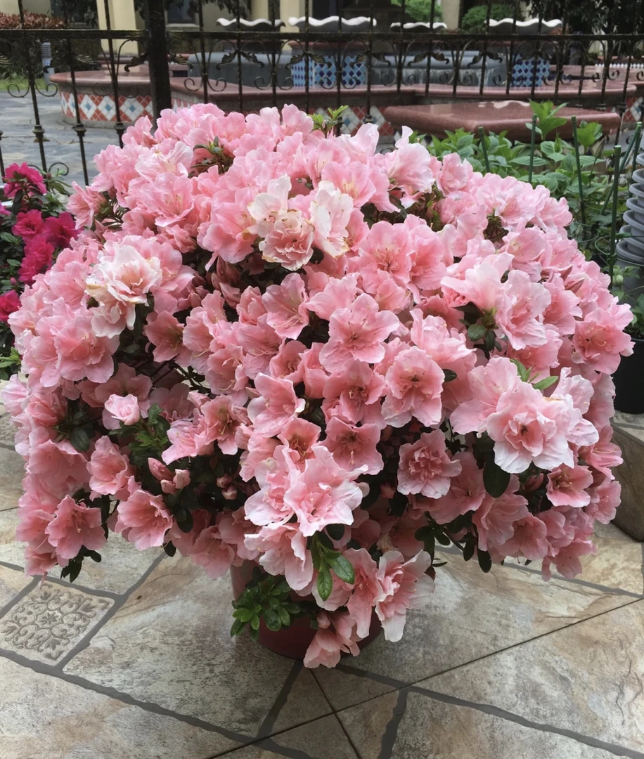 樱桃红四季杜鹃花 耐寒耐热 好养易活