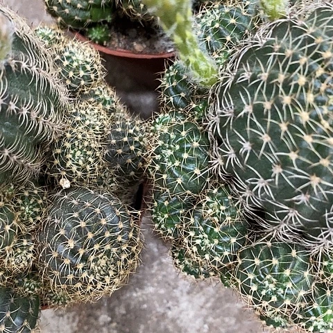 多色丽花，2578990