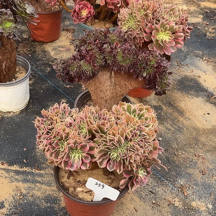 239两颗，欧紫冠幅24厘米，粉女巫