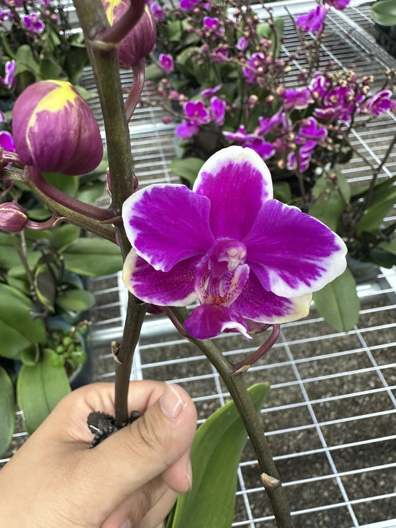 变异满天红蝴蝶兰鲜花盆栽