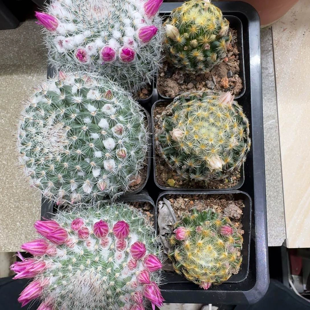 三颗明星三颗玉翁包邮