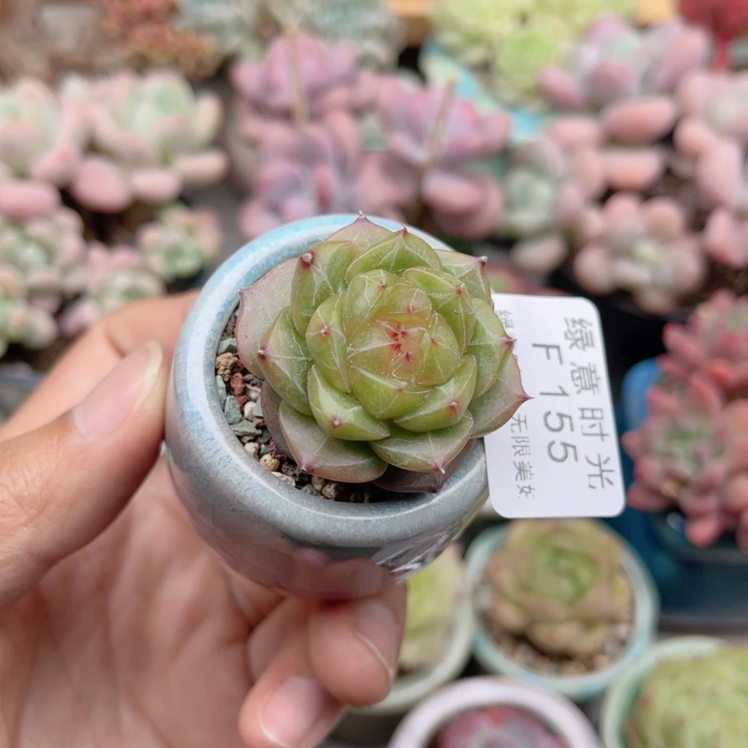 ****沫155 带陶瓷盆发货 满28包