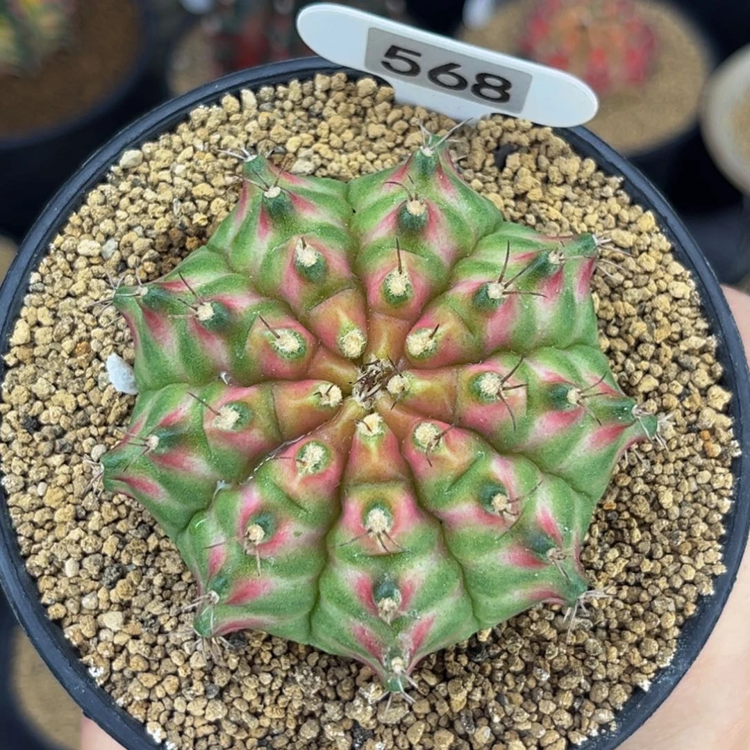 大龟甲轮回大母本 米哈仙人球