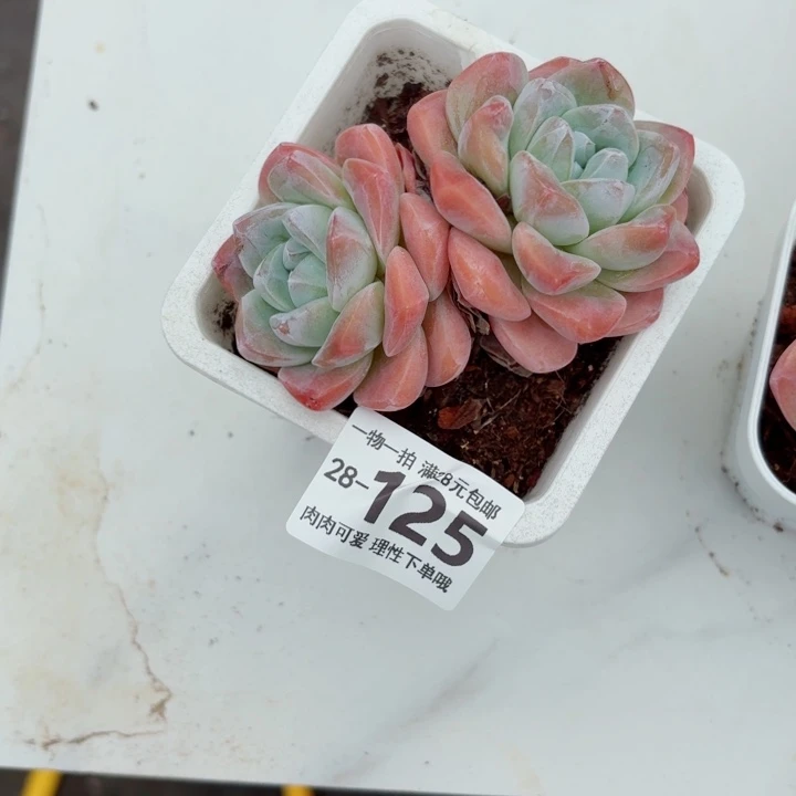冰玉无盆土发货多肉无