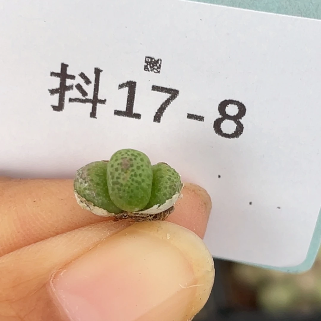 17-8斑马肉锥多肉植物