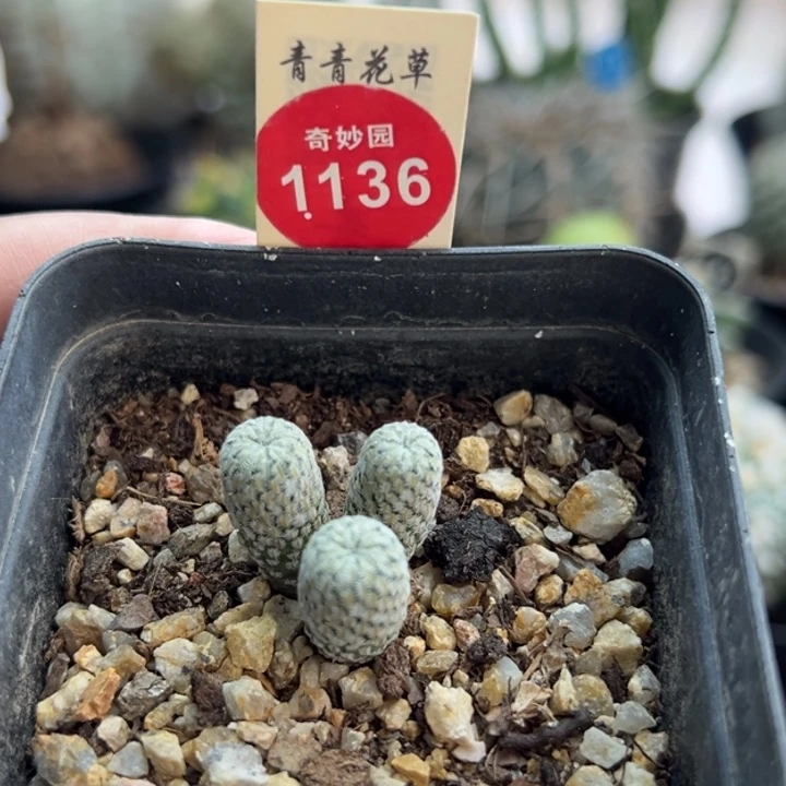 实生三头精巧殿群一棵仙人球