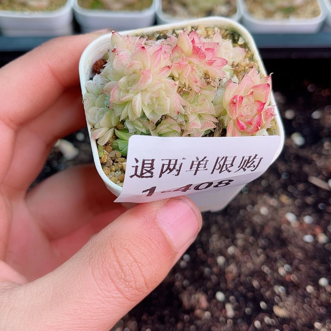 5****21-408 新疆西藏内蒙不发12.8包邮2-3