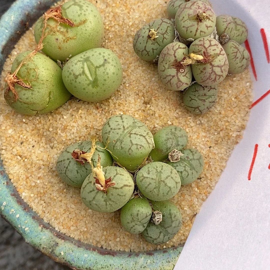 2118肉锥三颗一组。