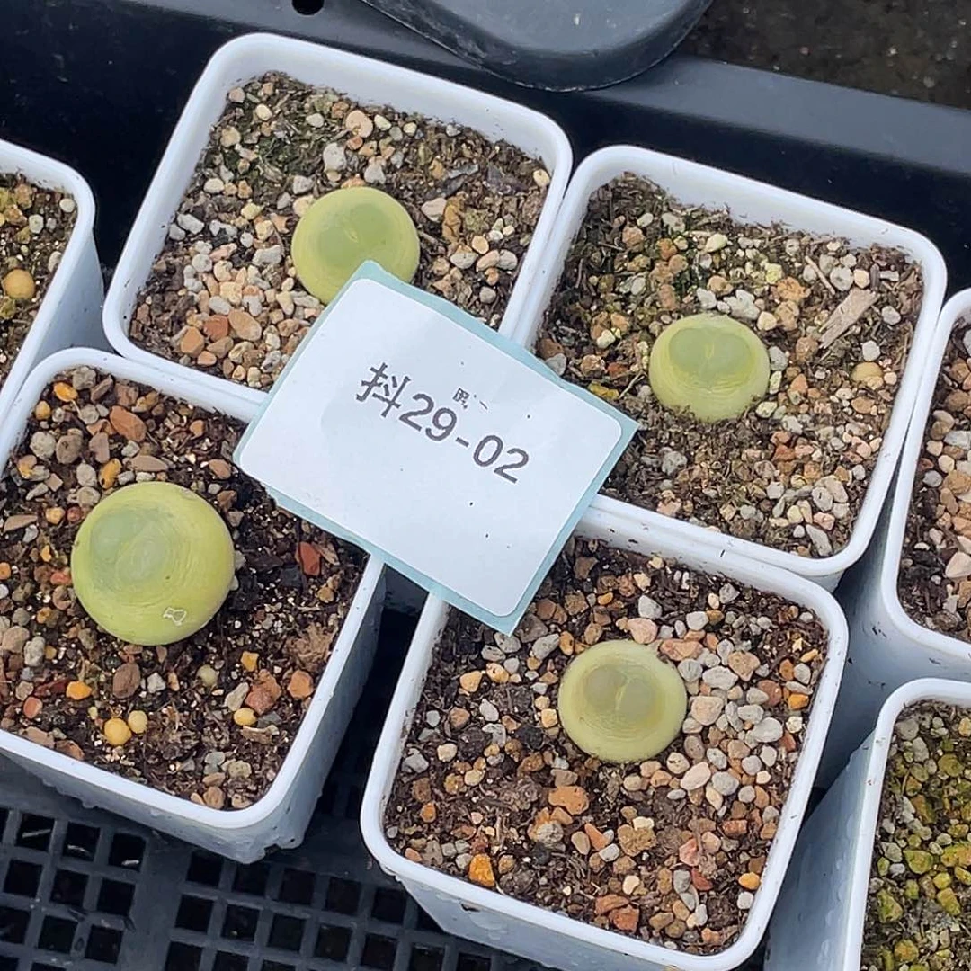 5***929-2肉锥多肉植物