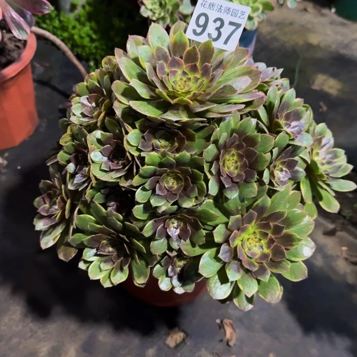 多肉半夏937000000000