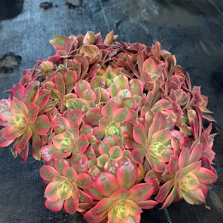 女妖多肉植物22。