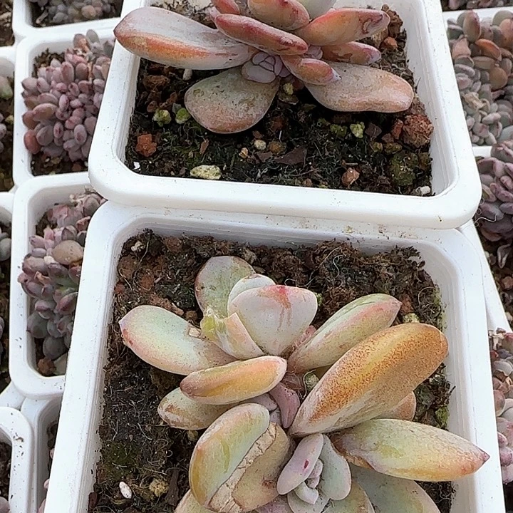 弥****云青蛙王子儿童？111