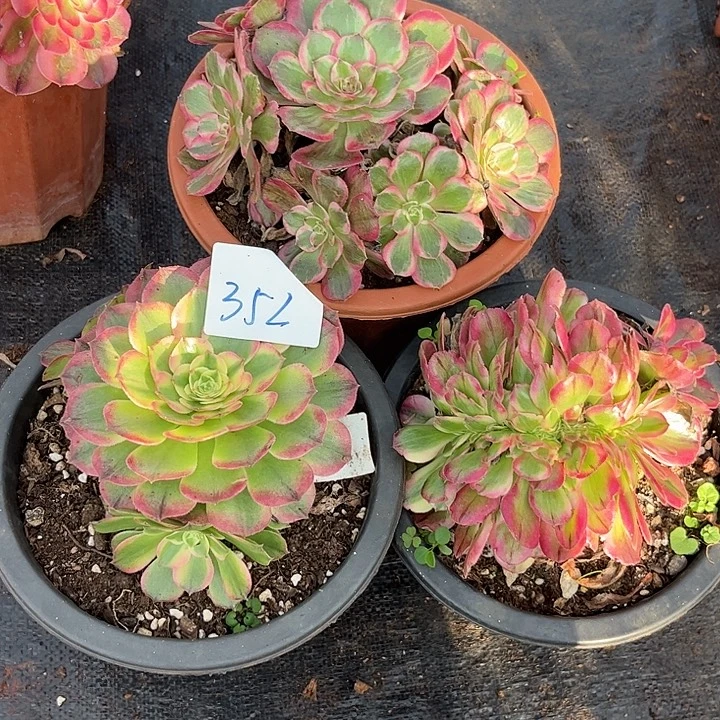 352法师多肉组合三颗发货